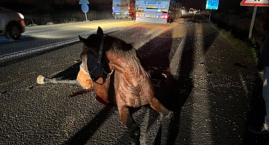 Şanlıurfa'da tırın çarptığı yüzbinlerce liralık yarış atı telef oldu