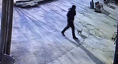 Suruç'ta yaralanan kedi tedavi altına alındı