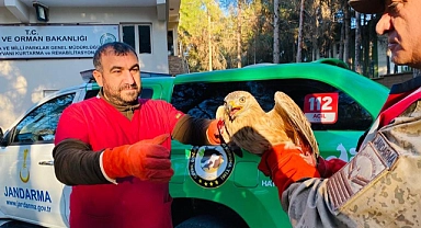 Suruç'ta yaralı halde bulunan kızıl şahin tedavi altına alındı
