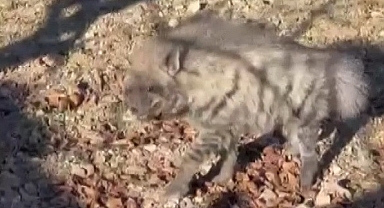 Traktörün önünde ilerleyen çizgili sırtlan görüntülendi