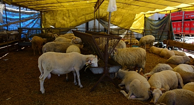 Büyükbaş ve küçükbaş hayvan sayısı azaldı