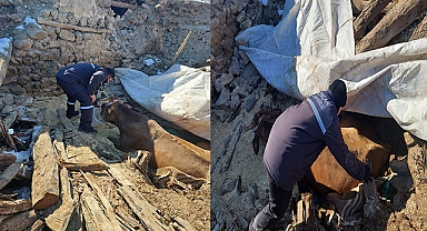 Enkazın altında kalan büyükbaş hayvan kurtarıldı