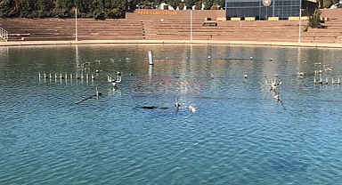 Şanlıurfa'da yapay gölde kadın cesedi bulundu