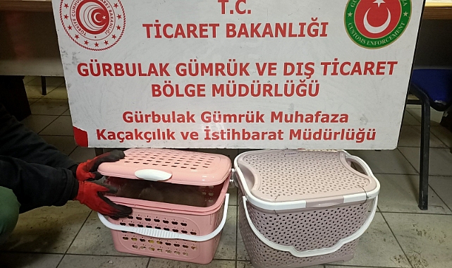 Gümrük Kapısı’nda 11 adet yavru maymun ele geçirildi