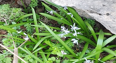 Koku Festivali deprem nedeniyle sessiz başladı