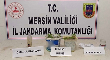 Saksıda kenevir yetiştiren şüpheli yakalandı