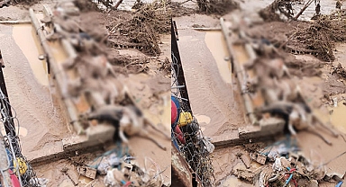 Şanlıurfa’da 8 büyükbaş hayvan telef oldu