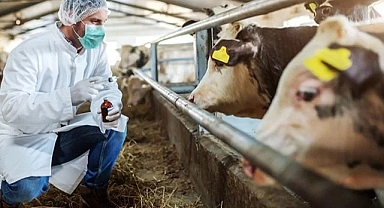 Şap hastalığı nedeniyle ülke genelinde tedbir alındı