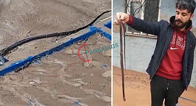 Sel yılanları şehre sürükledi