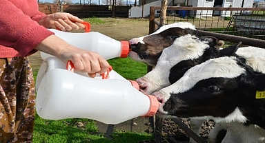 Ticari süt işletmelerince 873 bin 974 ton inek sütü toplandı