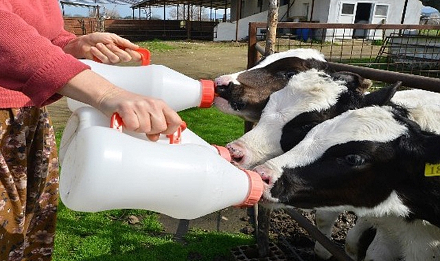 Ticari süt işletmelerince 873 bin 974 ton inek sütü toplandı