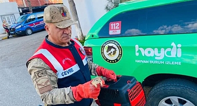 Yolcu otobüsünde sincaplar çıktı