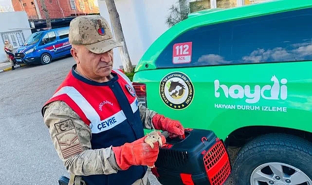 Yolcu otobüsünde sincaplar çıktı