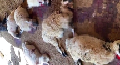 Ağıla giren köpek sürüsü çok sayıda koyunu telef etti