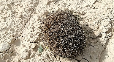 Birecik’te çukurda bulunan çöl kirpisi kurtarıldı