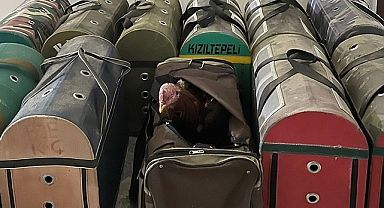 Horoz dövüştürenlere operasyon: 5 gözaltı