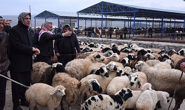 Şanlıurfa'da hayvan pazarı hakkında yeni gelişme!