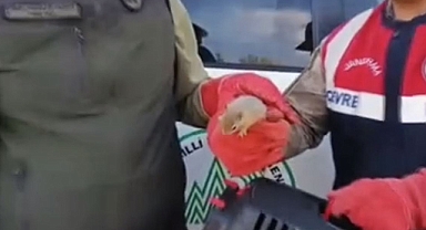 Urfa'da durdurulan otobüste sincap yavrusu ele geçirildi