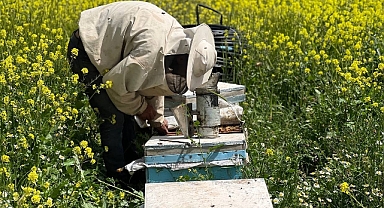 Urfa'da etkili olan yağışlar arıcıların yüzünü güldürdü