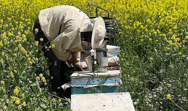 Urfa'da etkili olan yağışlar arıcıların yüzünü güldürdü
