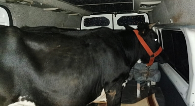 Viranşehir'de polisi yaralayan hırsızlar yakalandı