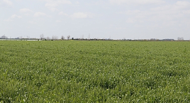 Yağmur bu sene buğdayda rekolteyi belirleyecek