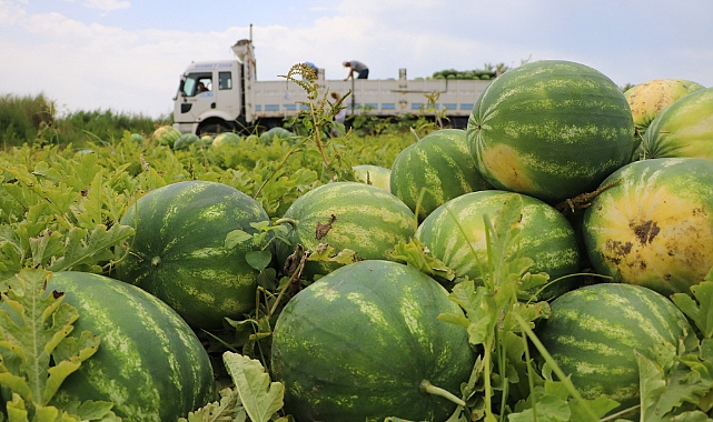 Adana karpuzu hasat için gün sayıyor