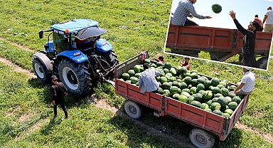 Adana karpuzunda hasat başladı