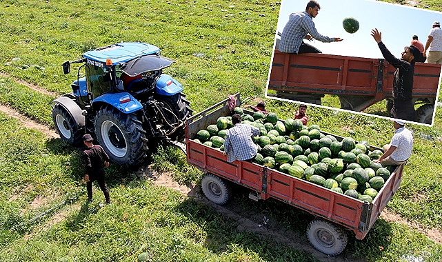 Adana karpuzunda hasat başladı