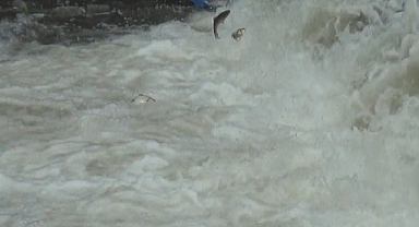 Balıkların 'ölüm' göçü başladı