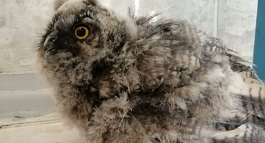 Birecik'te yaralı bulunan baykuş tedavi edildi