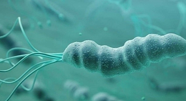 Bu bakteri bağırsak kanserine neden oluyor