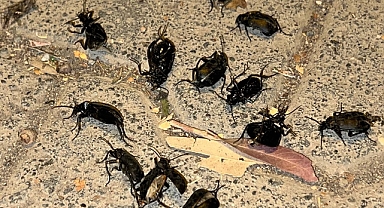 Ceylanpınar'ı böcekler sardı