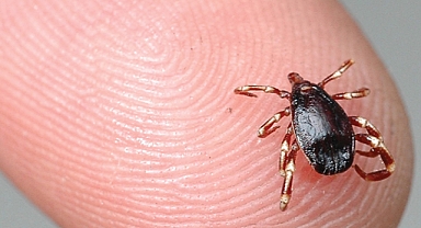 Kene ısırmalarına dikkat edin