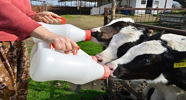 Mart ayında inek sütü yüzde 6,2 arttı