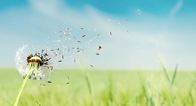 Polen alerjisi olanlar dikkat