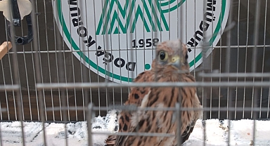 Şanlıurfa'da kerkenez yavrusu tedavi edildi