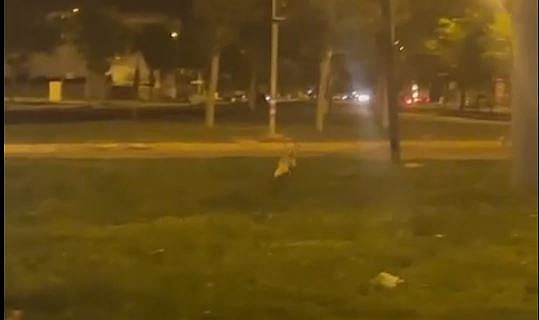 Siverek'te yolunu şaşıran tilki, şehre indi