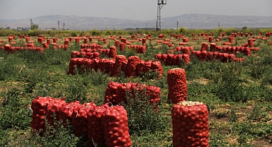 Soğanın fiyatı tarlada kaç lira?