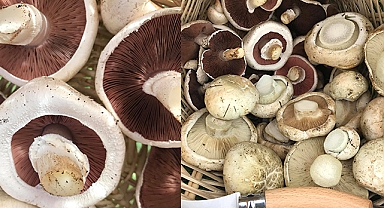 Uzmanlardan mantar uyarısı!
