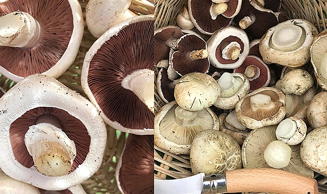 Uzmanlardan mantar uyarısı!