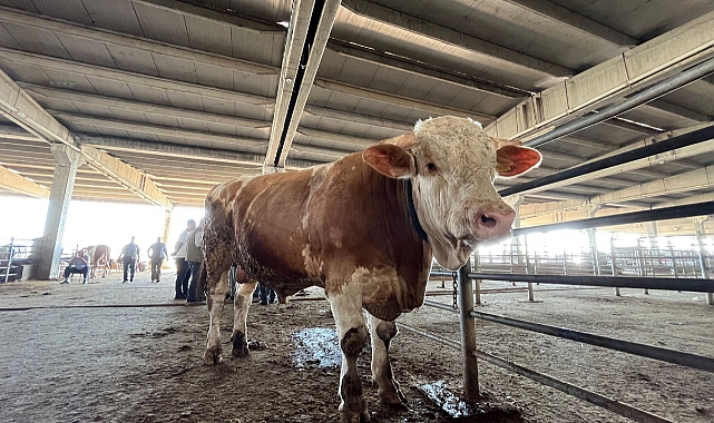 2 senede tam 4 ton yem yedi, 1 tonluk kurbanlık 120 bin liradan alıcısını bekliyor