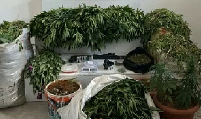 23 bin 770 kök haşhaş ele geçirildi