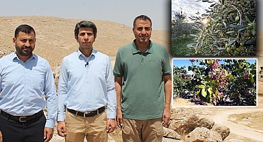 700 bin dekar zeytin ve fıstıkla değerlendirilsin!