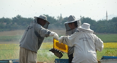 Arılar çalıştı, arıcıların sağım mesaisi başladı