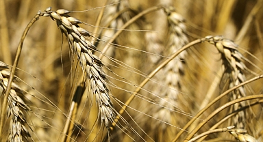 Buğday fiyatları açıklandı