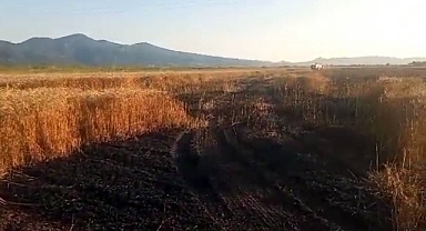 Buğday tarlasında yangın: 15 dönüm küle döndü