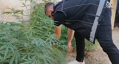 Ceylanpınar'da bahçesine kenevir eken şüpheli yakalandı