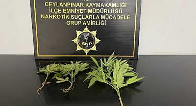 Ceylanpınar'da uyuşturucu satıcılarına operasyon: 3 gözaltı