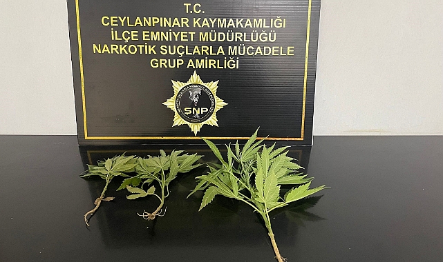 Ceylanpınar'da uyuşturucu satıcılarına operasyon: 3 gözaltı